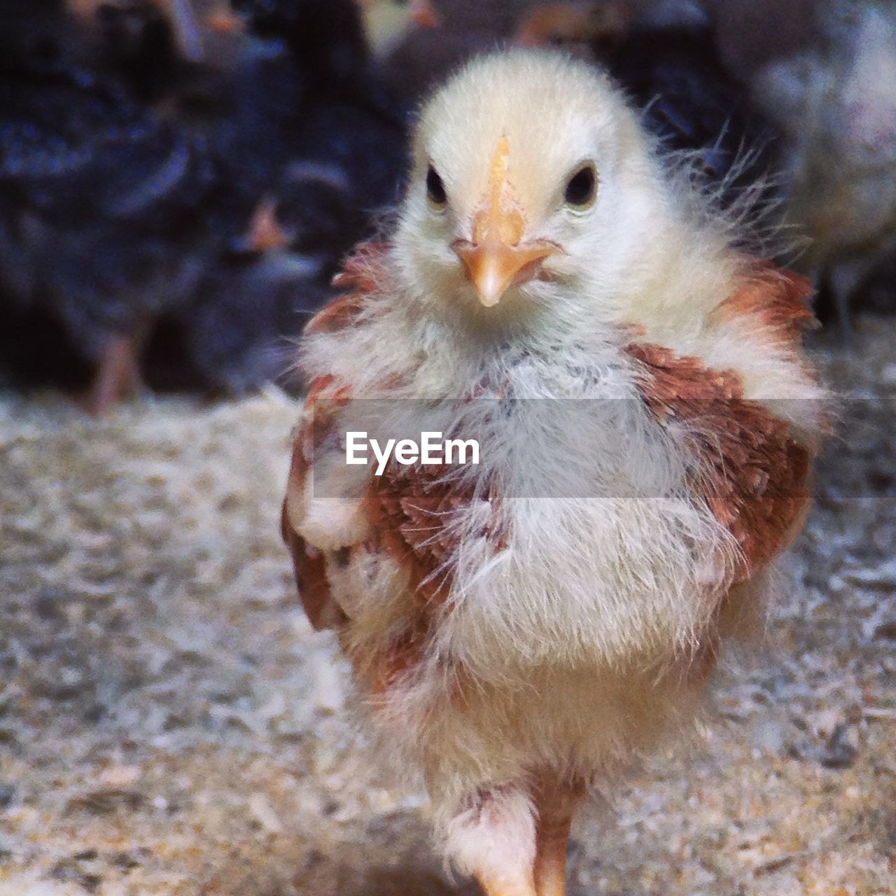 Close up of a small chicken 