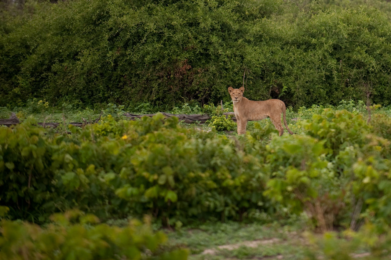 Lion in the wilderness