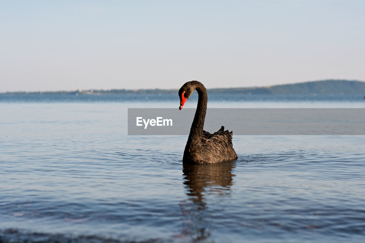 Black swan on water