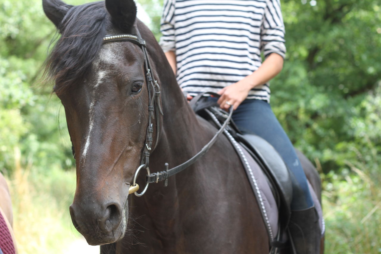 Woman riding a beautiful horse