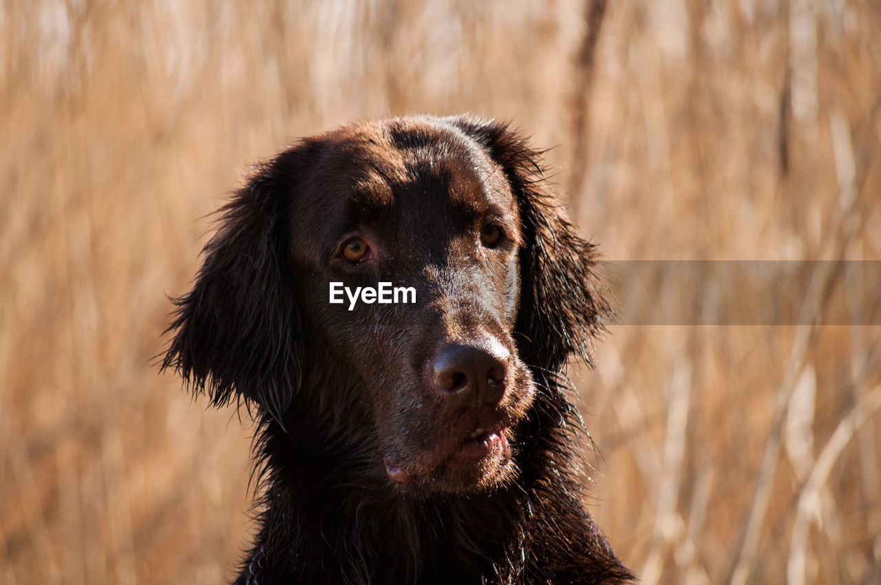 Close-up of dog looking away outdoors