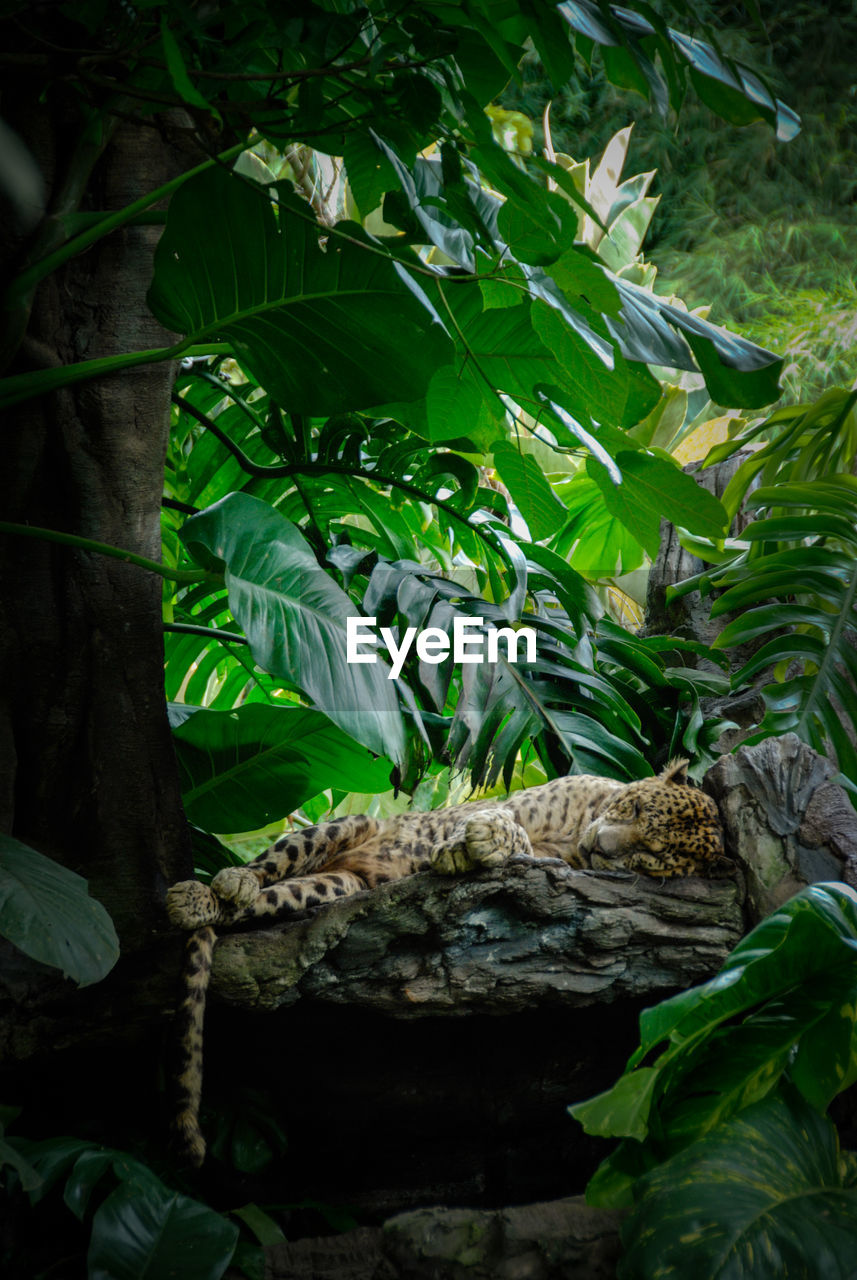 Side view of a cheetah sleeping on branch