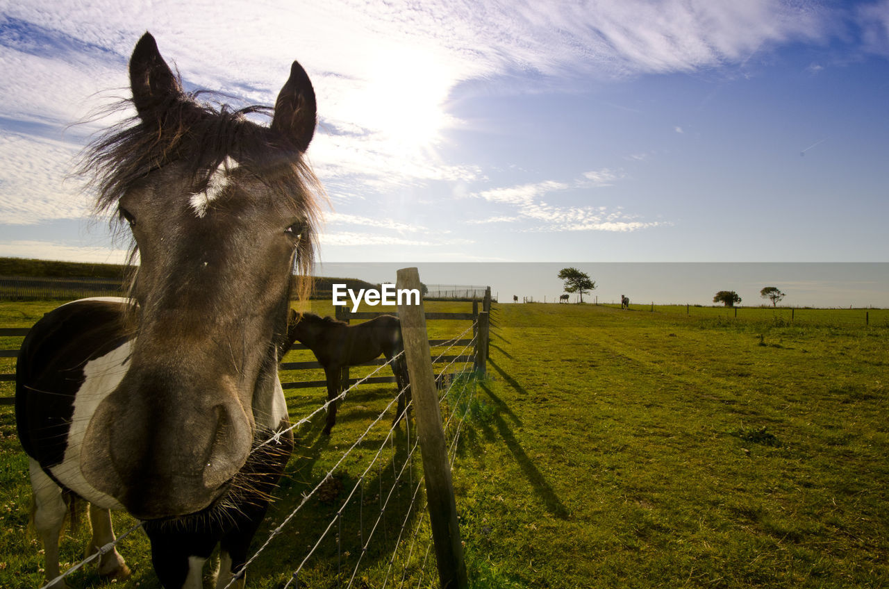 Horses in ranch against sky