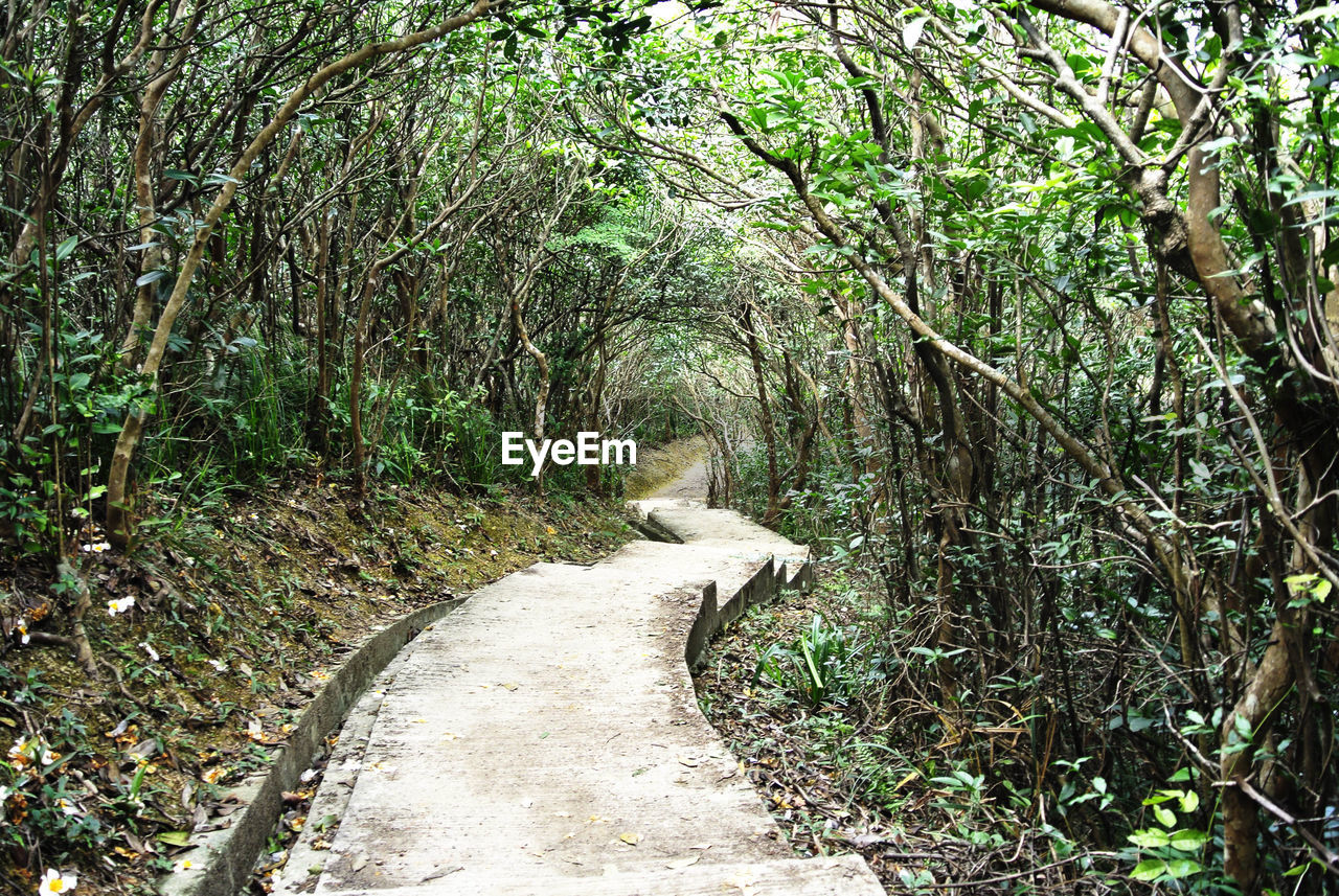 View of walkway under tunnel of trees