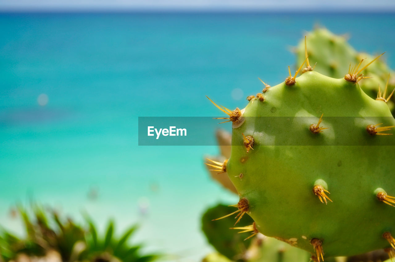 Close-up of cactus plant