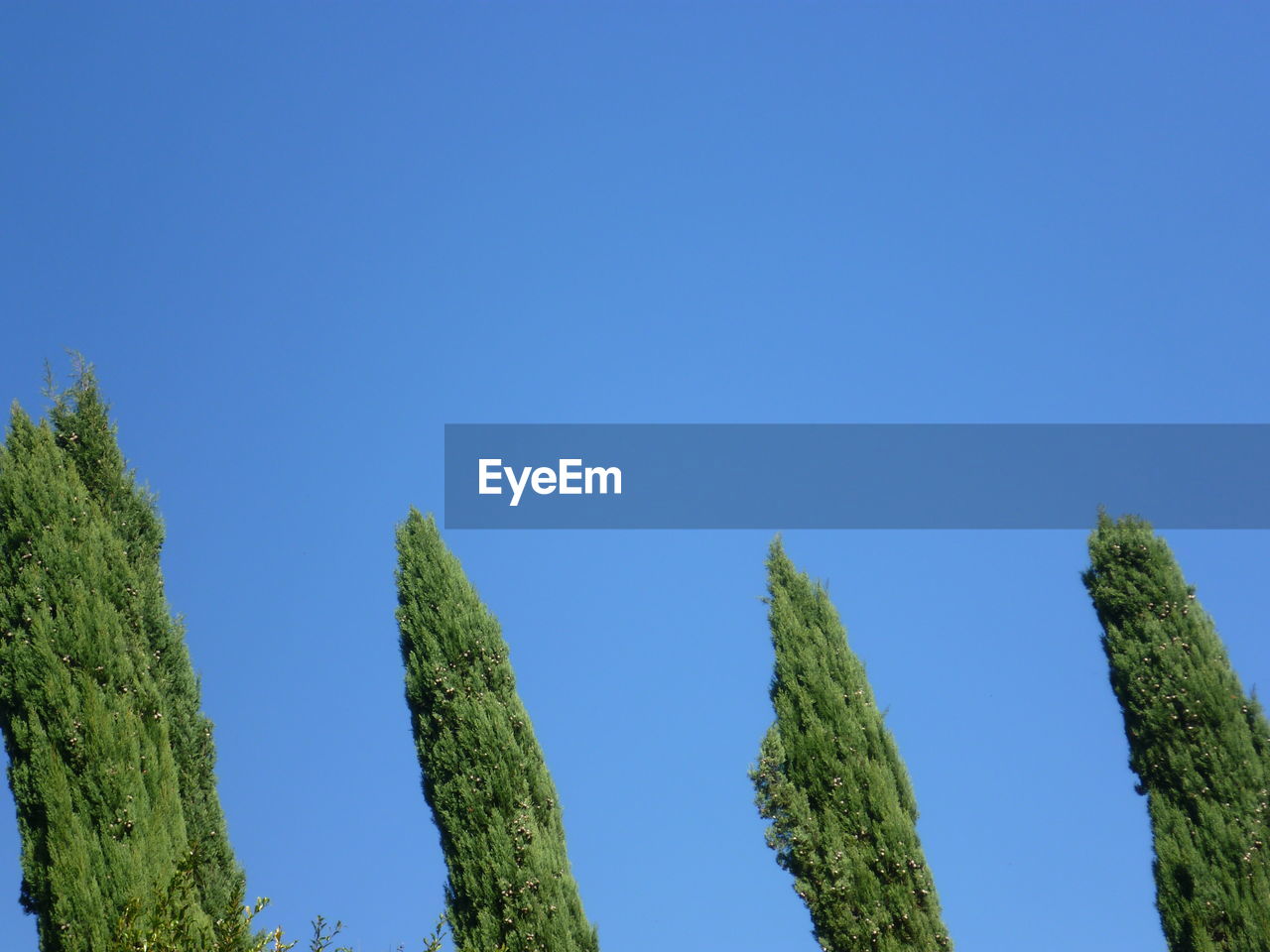 Low angle view of trees against clear blue sky