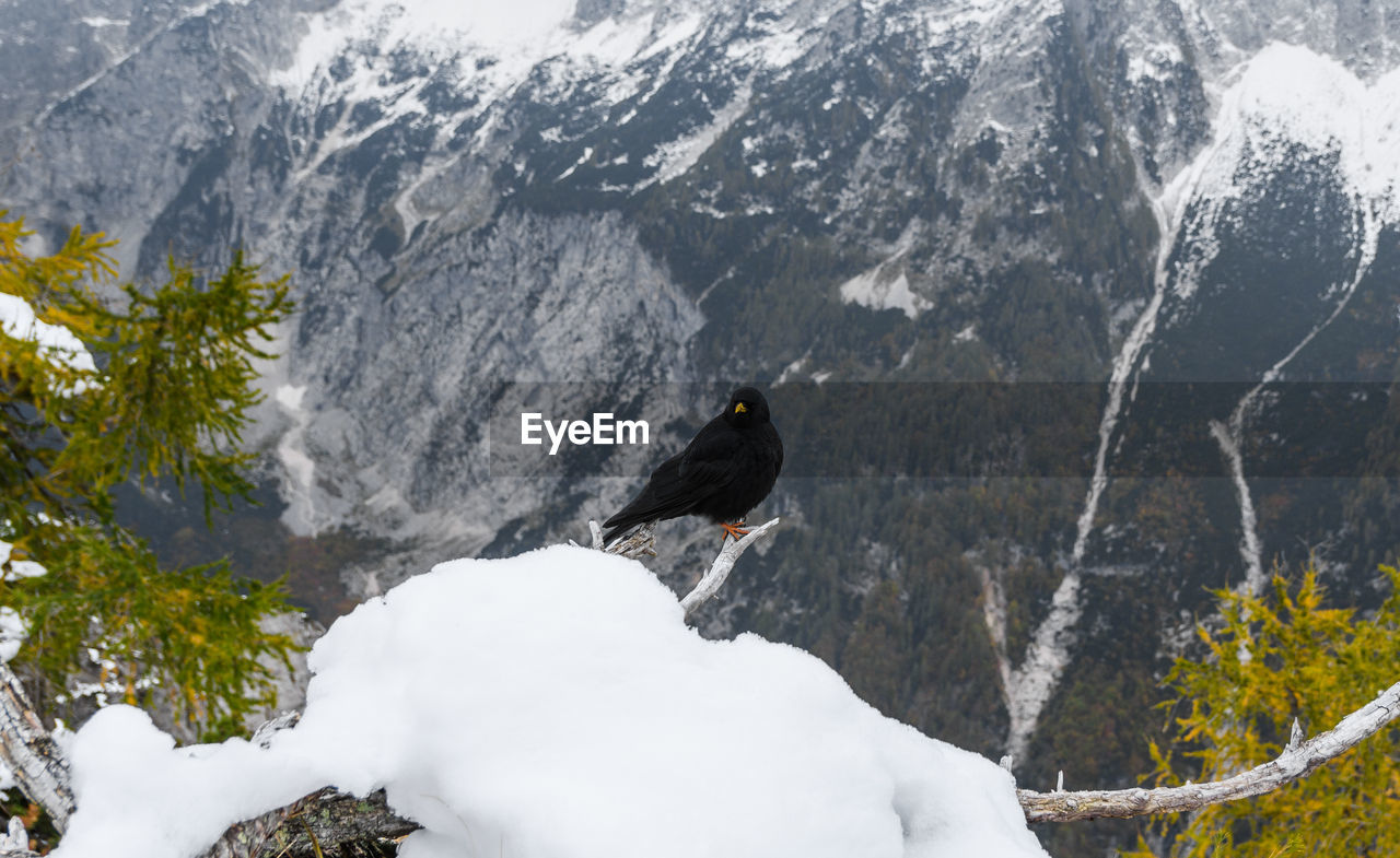 Black bird, an alpine chough perching on branch in mountains in winter