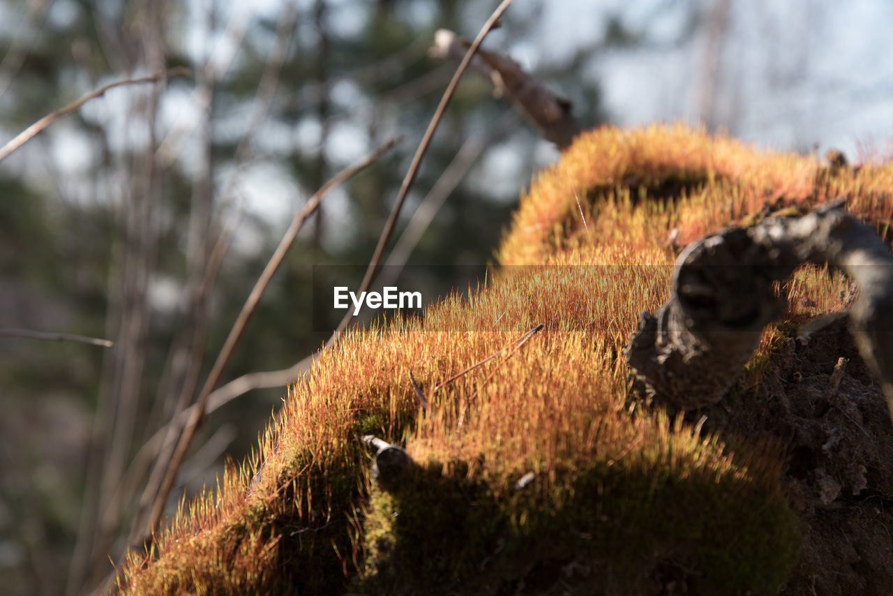 CLOSE-UP OF MOSS ON LAND