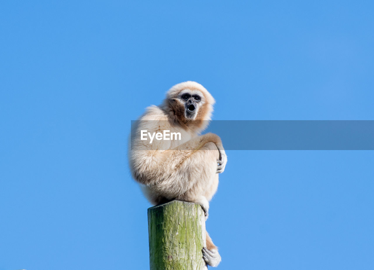 LOW ANGLE VIEW OF A MONKEY LOOKING AWAY AGAINST BLUE SKY