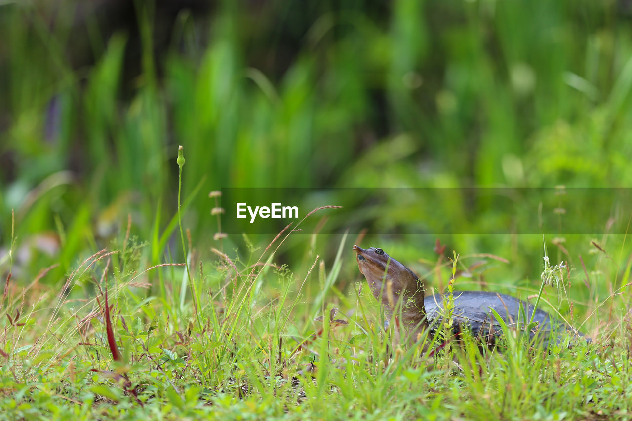 SIDE VIEW OF BIRD ON GRASS