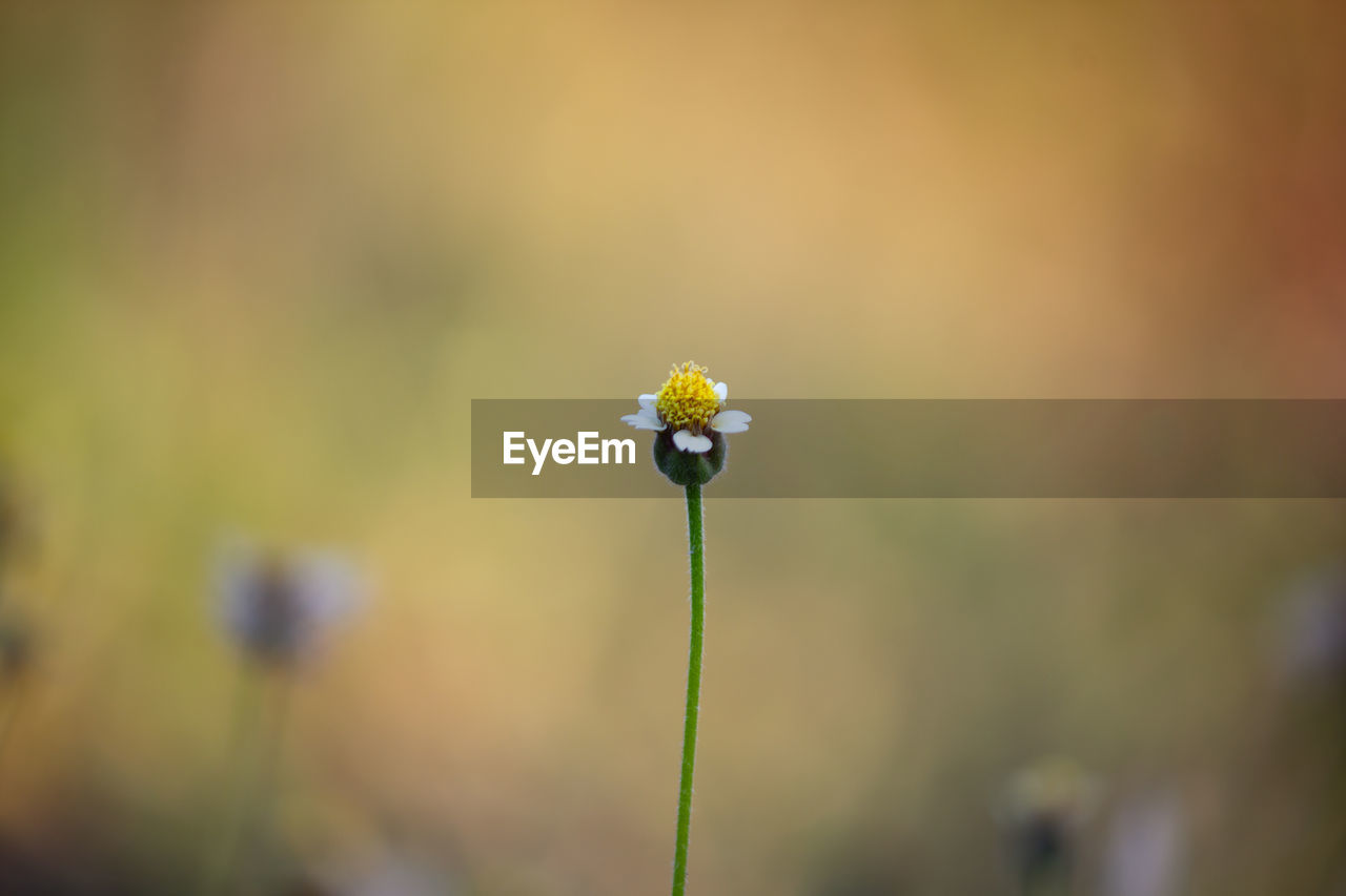 Close-up of yellow flowering plant