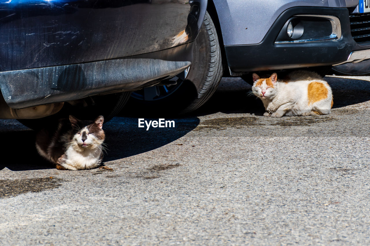 CAT LYING DOWN IN CAR
