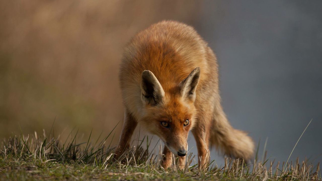 Alert fox looking away on grassy field