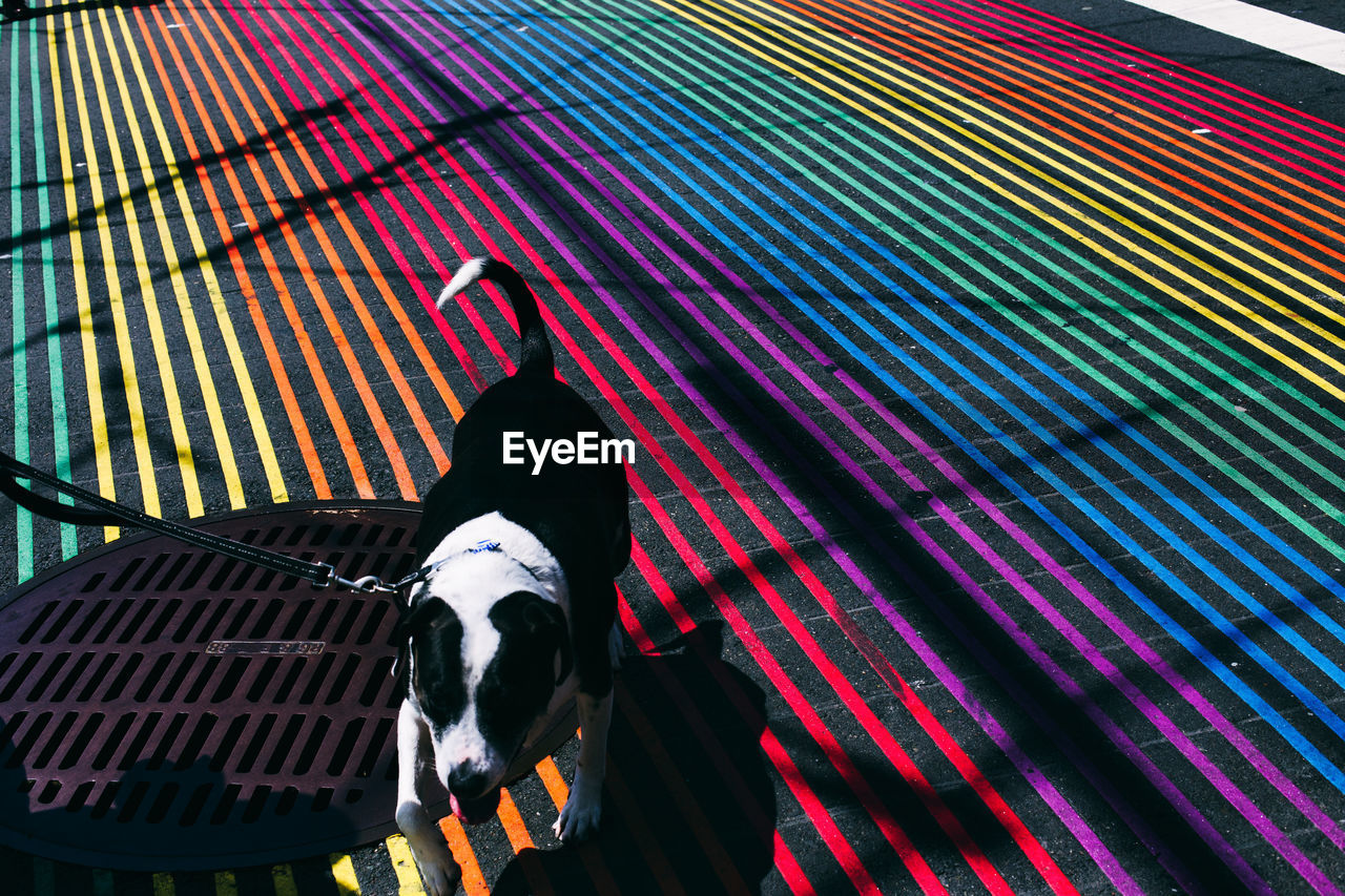 High angle view of dog walking on colorful striped street