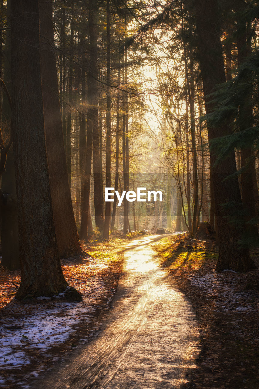 Trees in forest during sunset