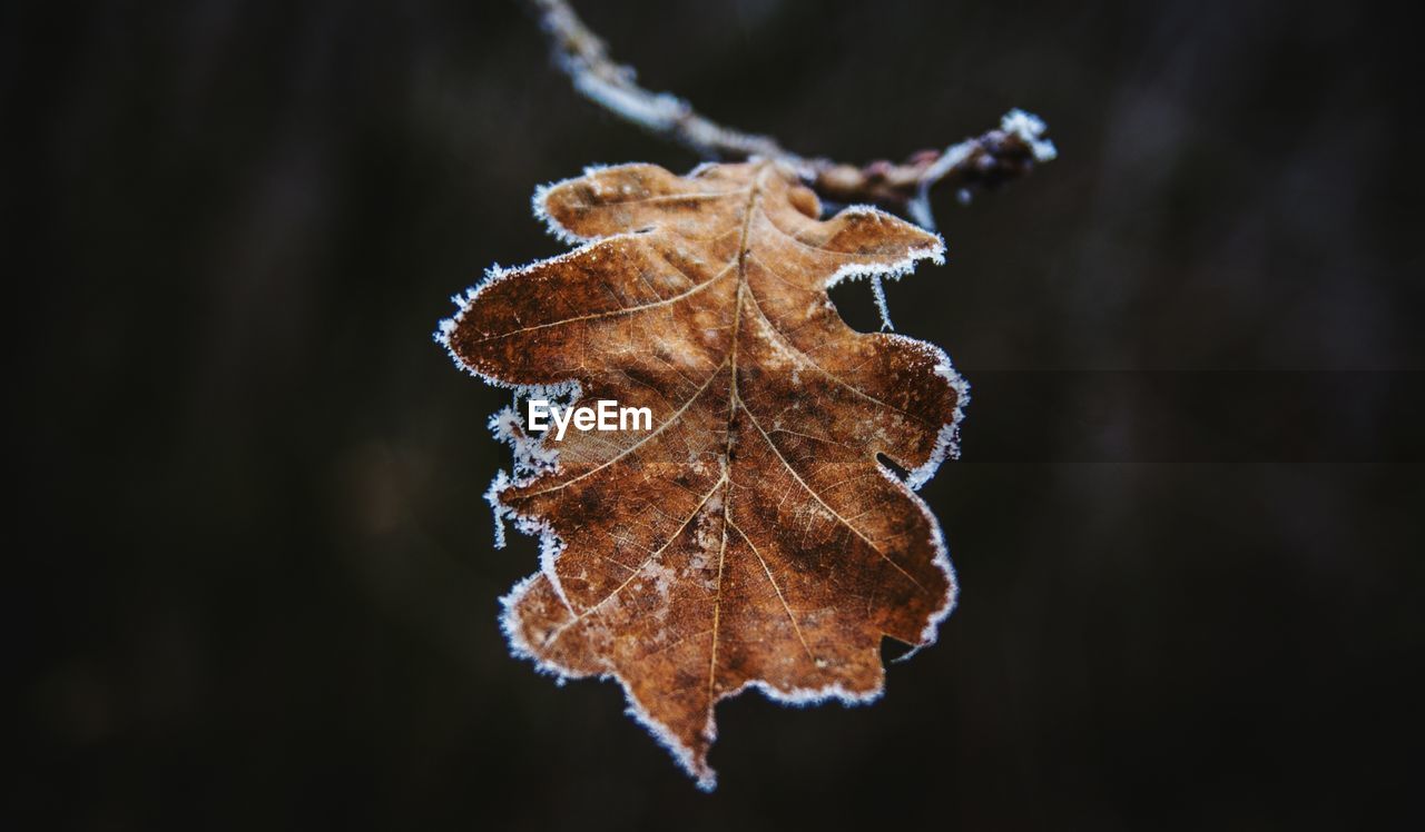 Close-up of leaf