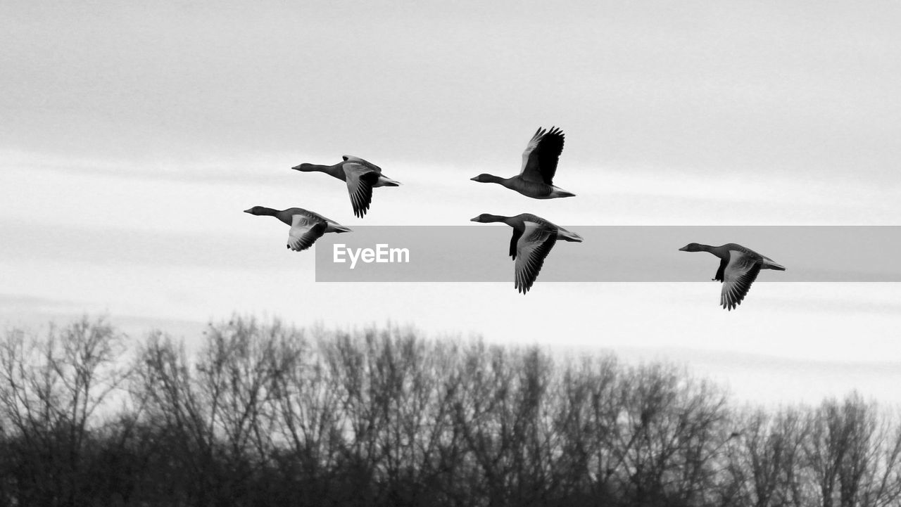 Low angle view of birds flying against sky