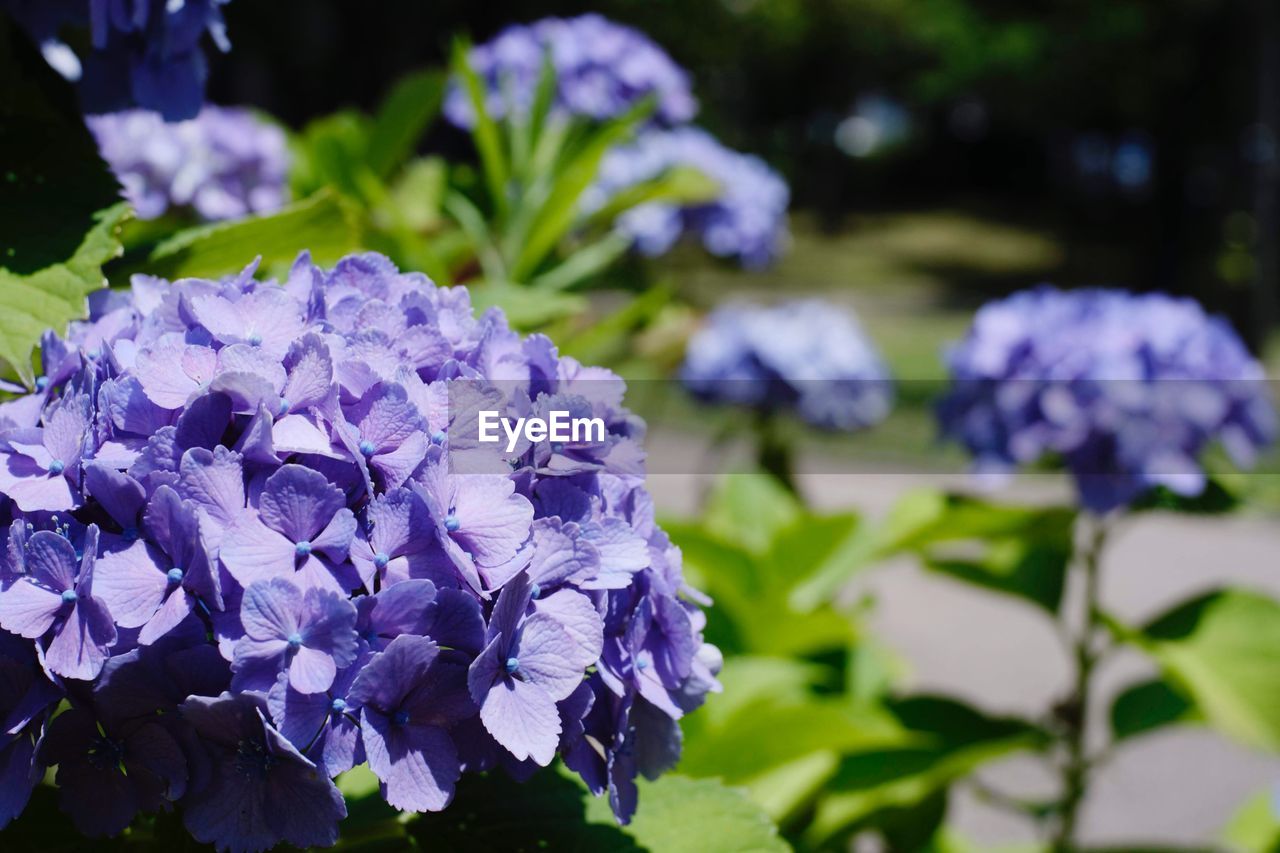 Close-up of blue hydrangea flowers