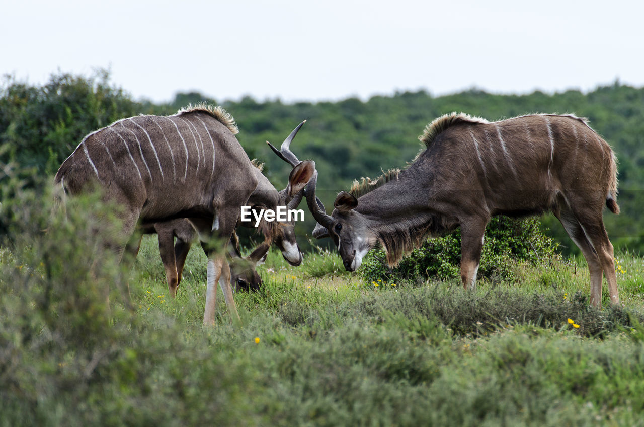 Elands fighting on field