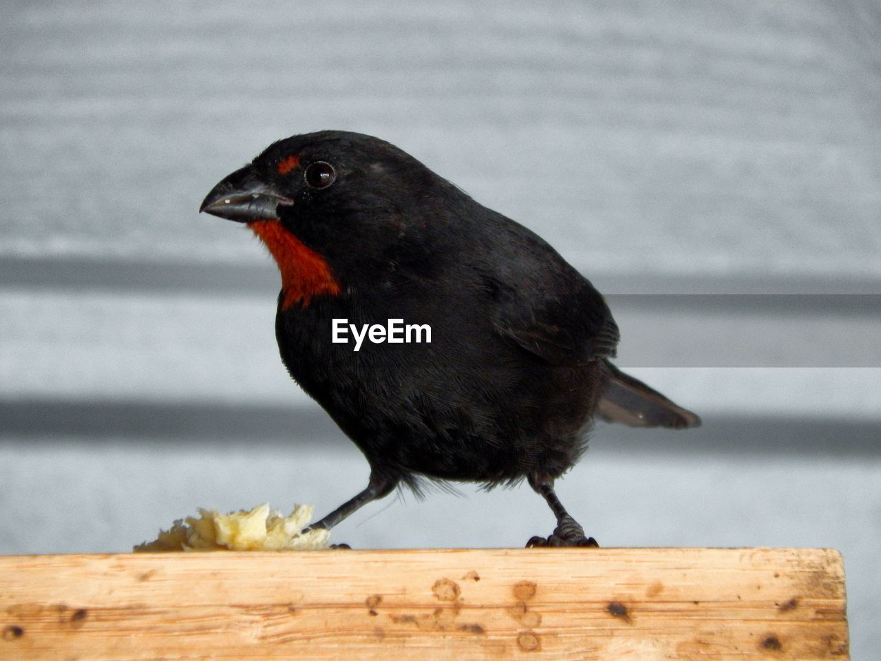 BLACK BIRD PERCHING ON WOOD