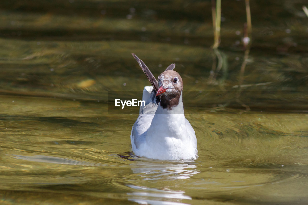 BIRD SWIMMING IN LAKE