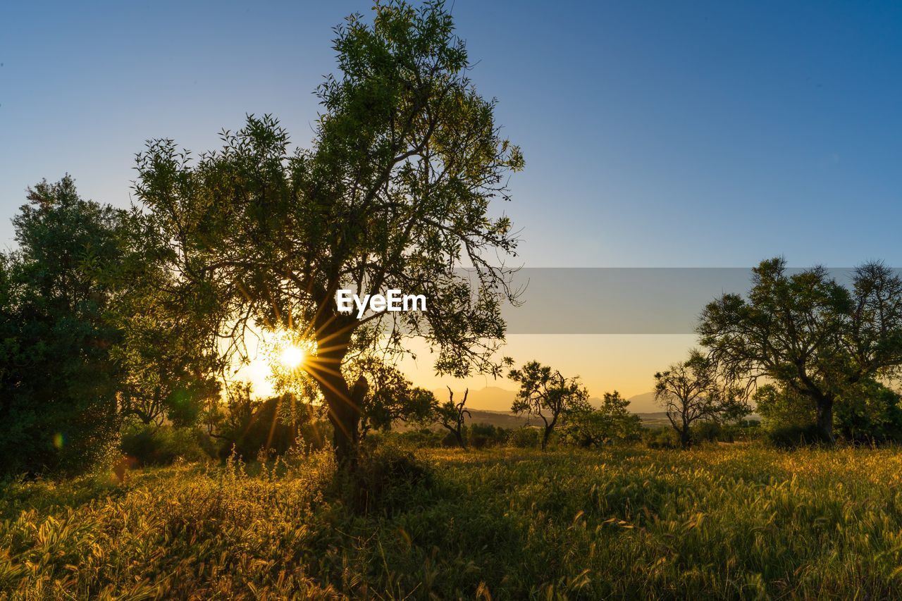 Trees on field against sky during sunset