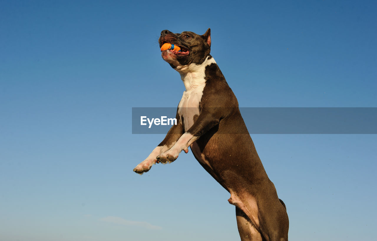 LOW ANGLE VIEW OF DOG AGAINST SKY