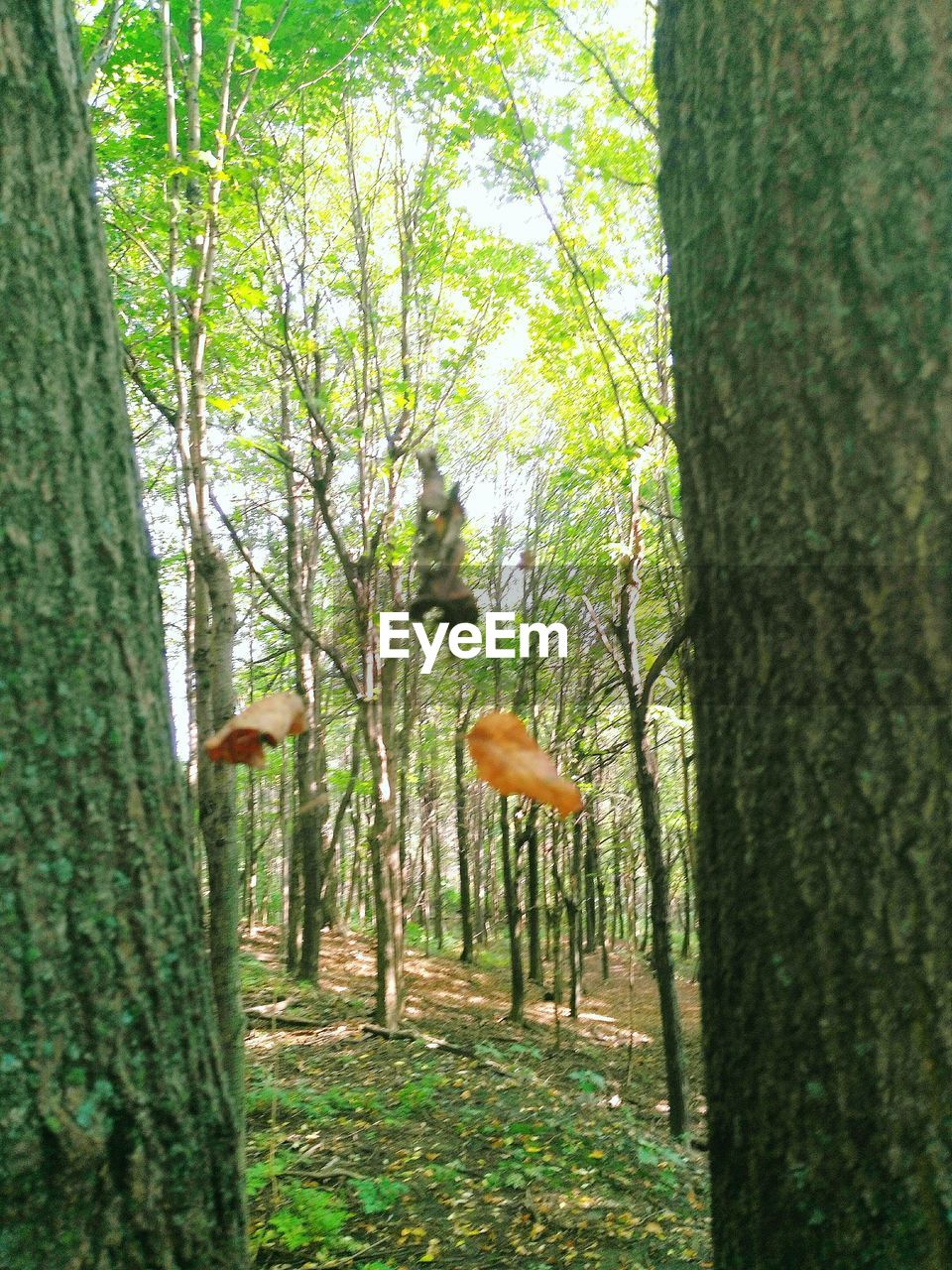 VIEW OF TREE IN FOREST