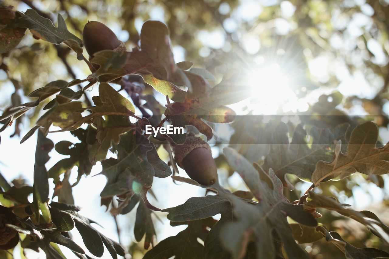 LOW ANGLE VIEW OF SUNLIGHT STREAMING THROUGH TREE BRANCHES