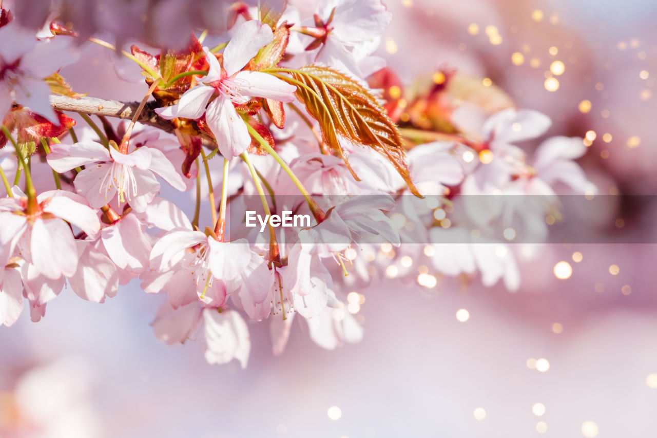 Close up photo of cherry blossoms brunch with bokeh.