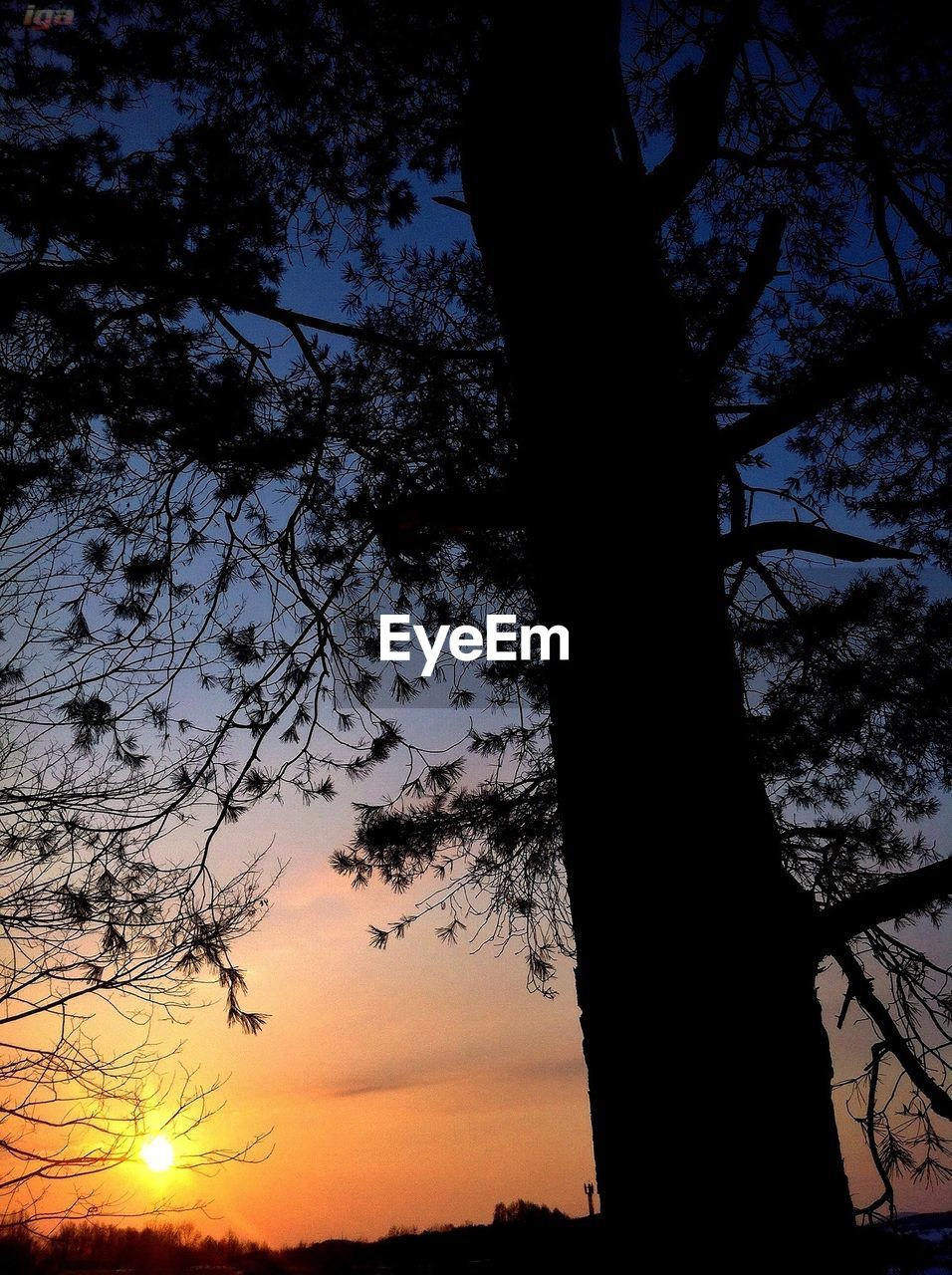 SILHOUETTE OF TREES AT SUNSET