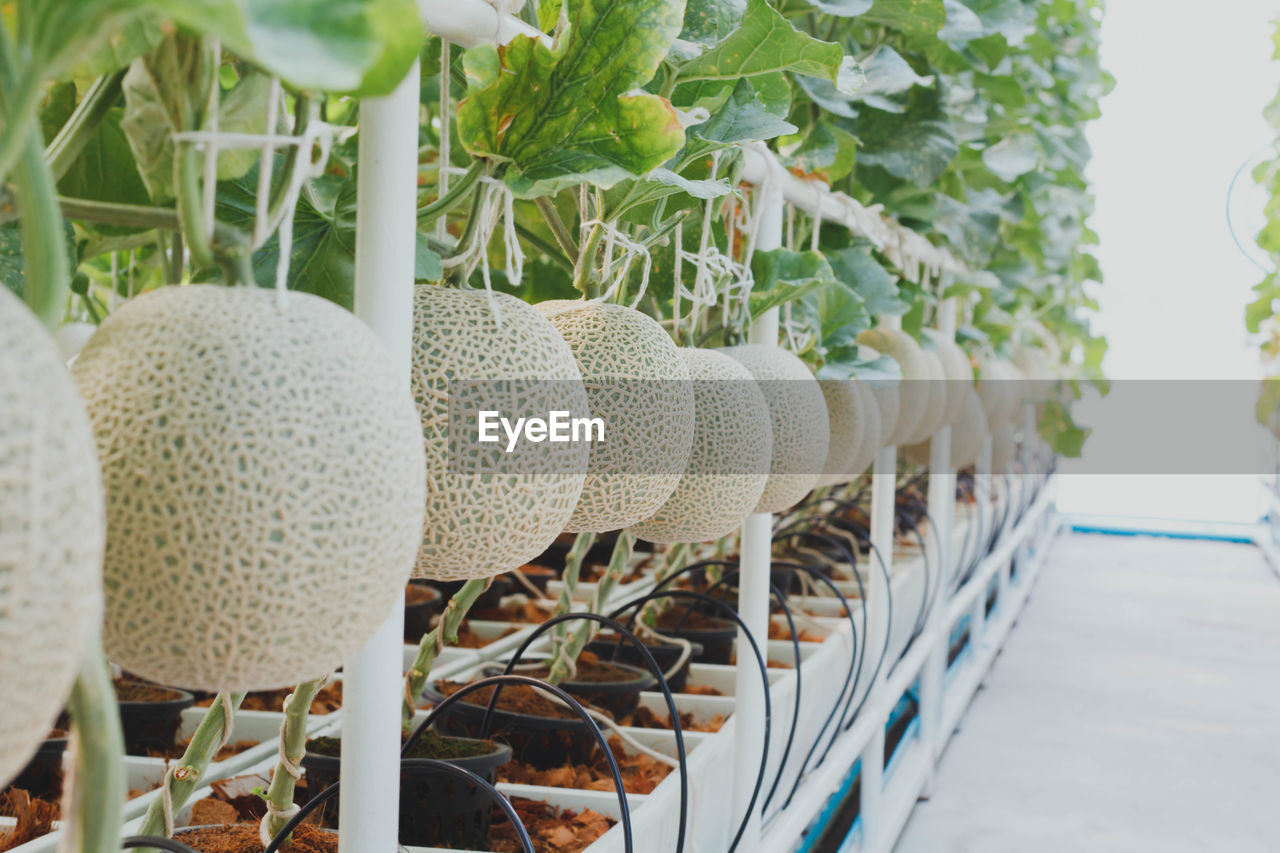 CLOSE-UP OF POTTED PLANTS AGAINST WALL