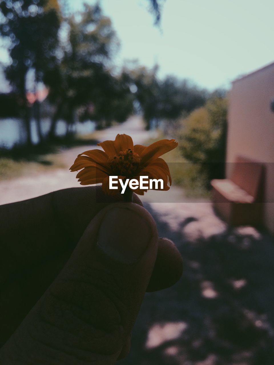CLOSE-UP OF HAND HOLDING FLOWER AGAINST BLURRED TREES