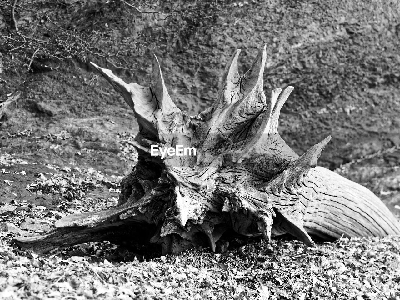 CLOSE-UP OF DEAD FLOWER ON FIELD