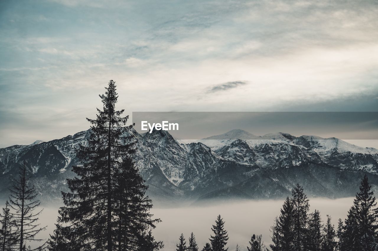 Pine trees on snowcapped mountains against sky