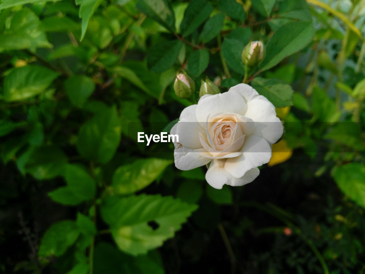 CLOSE-UP OF WHITE ROSE ON PLANTS