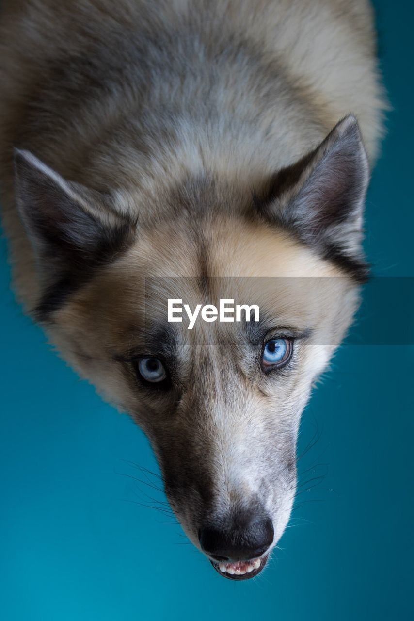 PORTRAIT OF DOG AGAINST BLUE BACKGROUND