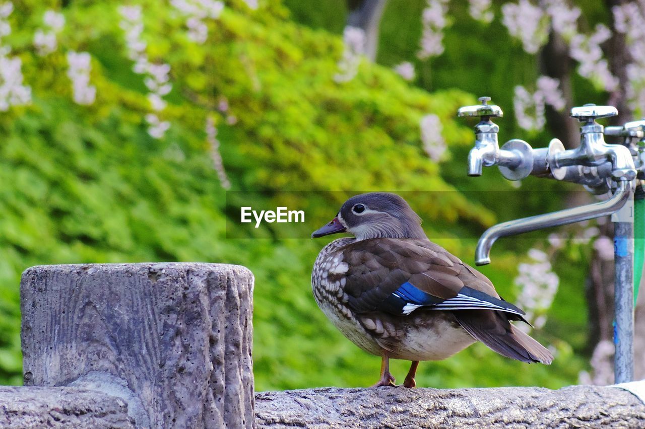 CLOSE-UP OF BIRD PERCHING ON WOODEN POST