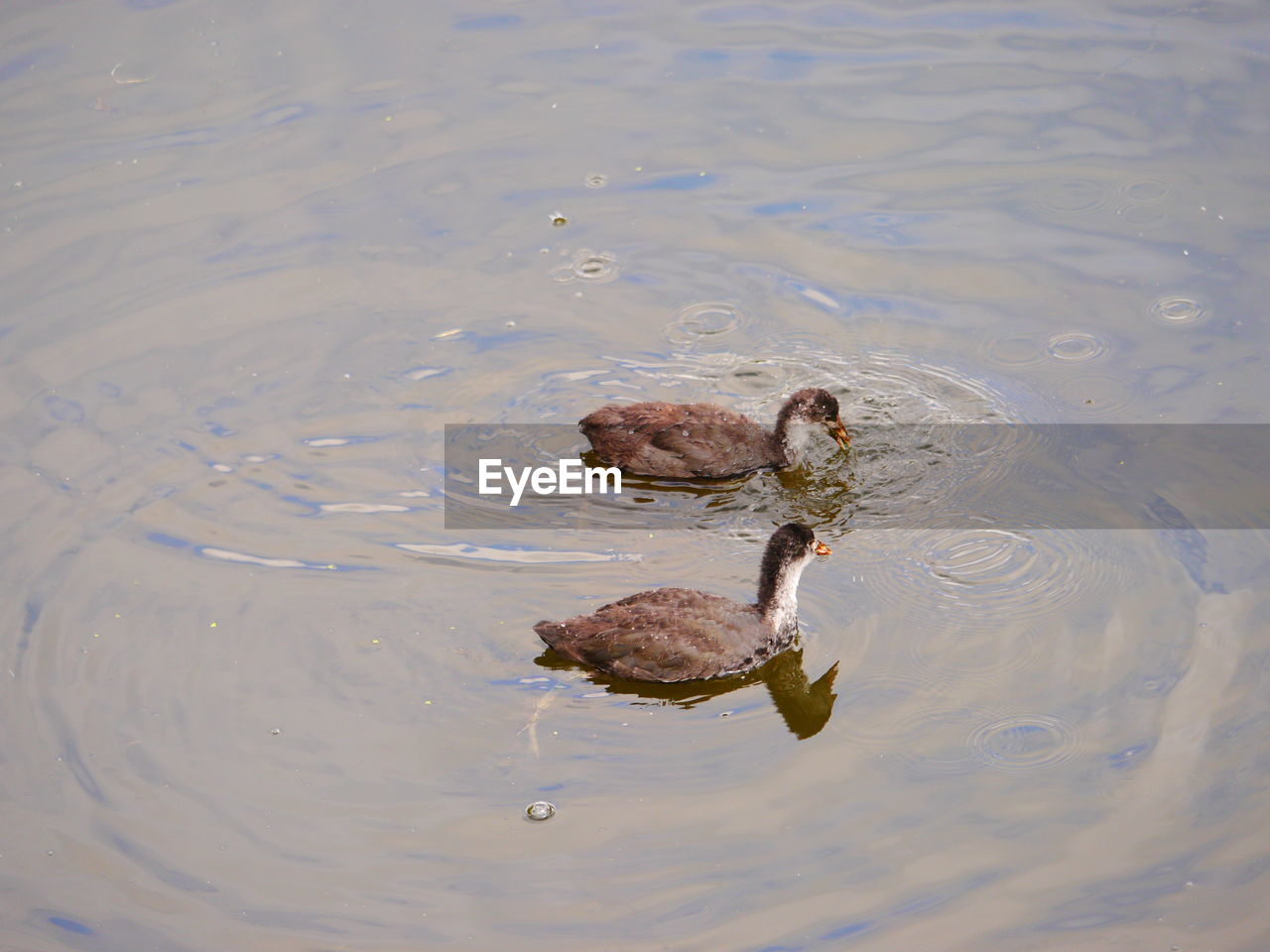 HIGH ANGLE VIEW OF DUCK SWIMMING ON WATER