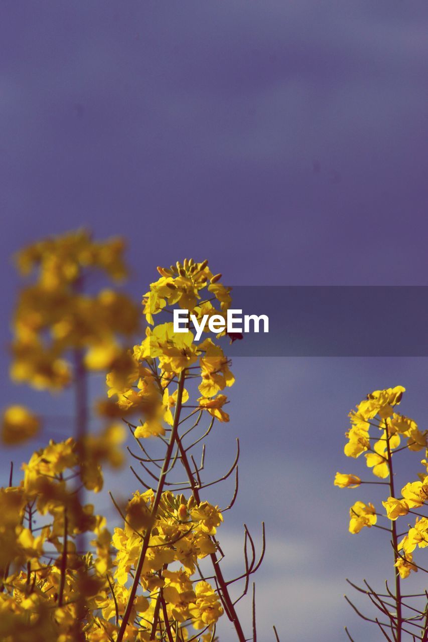 Close-up of yellow flowers