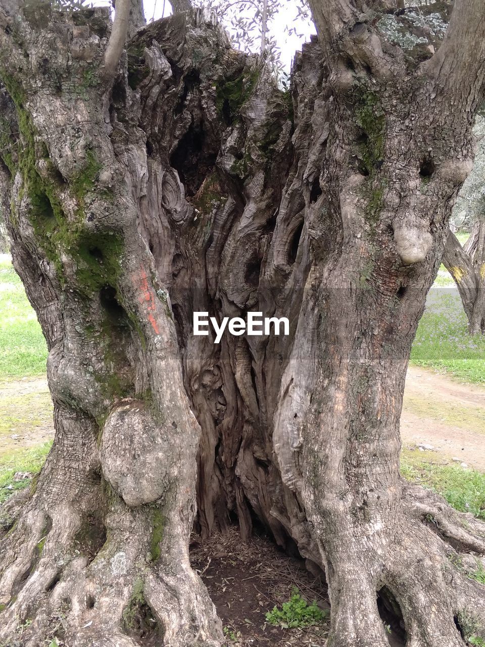 TREES IN THE FOREST