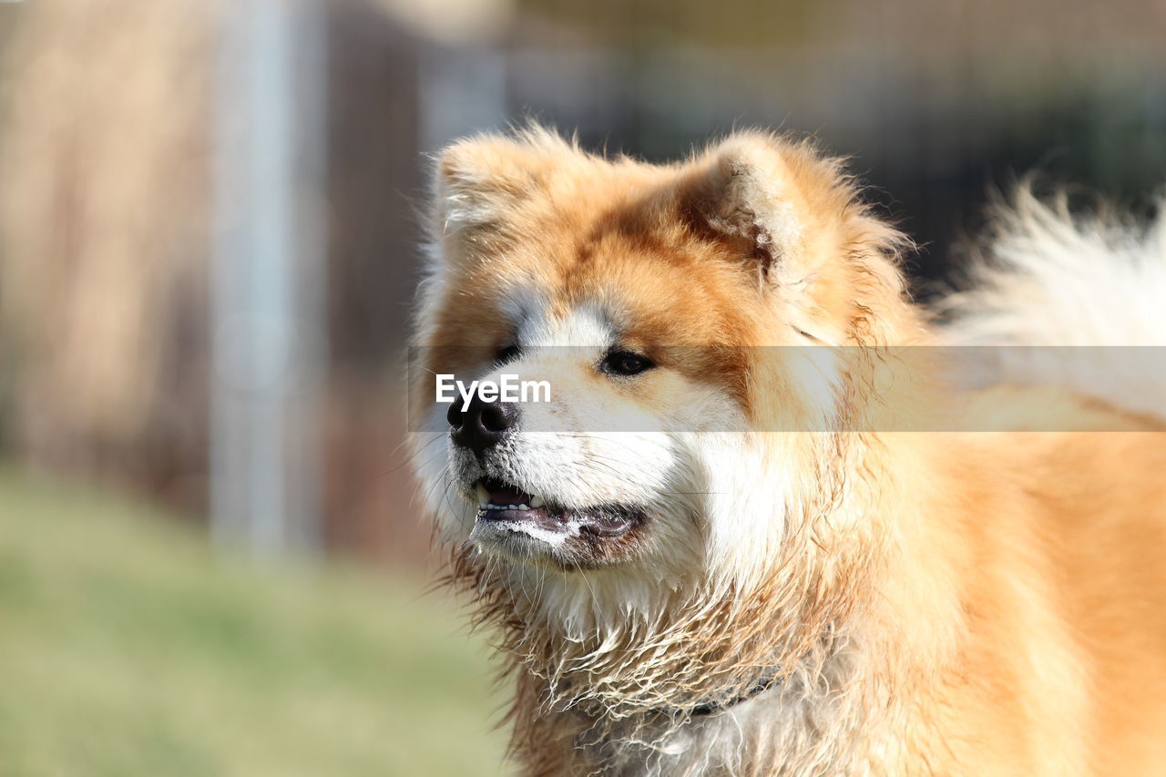 CLOSE-UP OF A DOG LOOKING AWAY OUTDOORS