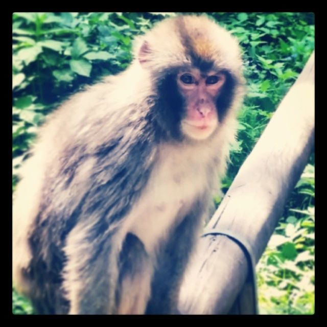 MONKEY SITTING ON TREE TRUNK