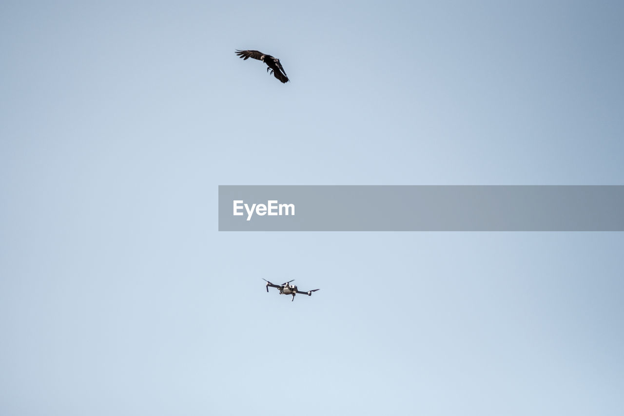 LOW ANGLE VIEW OF BIRDS FLYING AGAINST CLEAR SKY