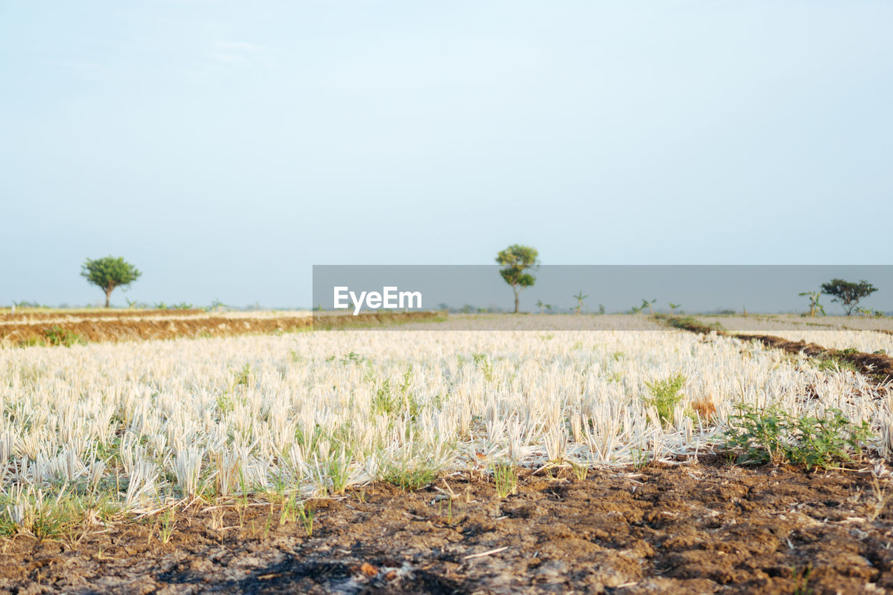 PLANTS GROWING ON FIELD AGAINST CLEAR SKY