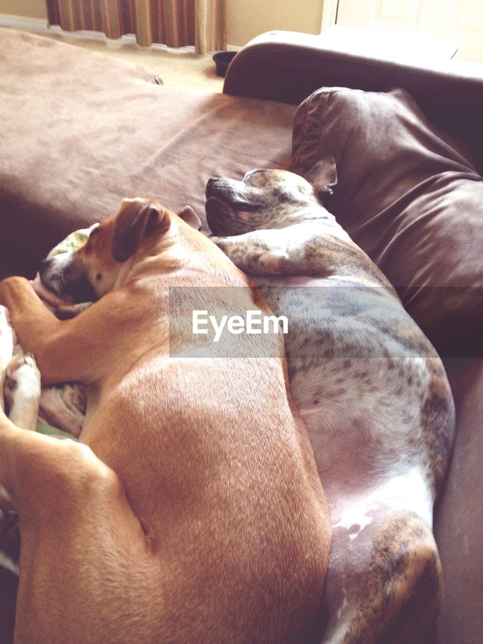 Dogs sleeping on sofa