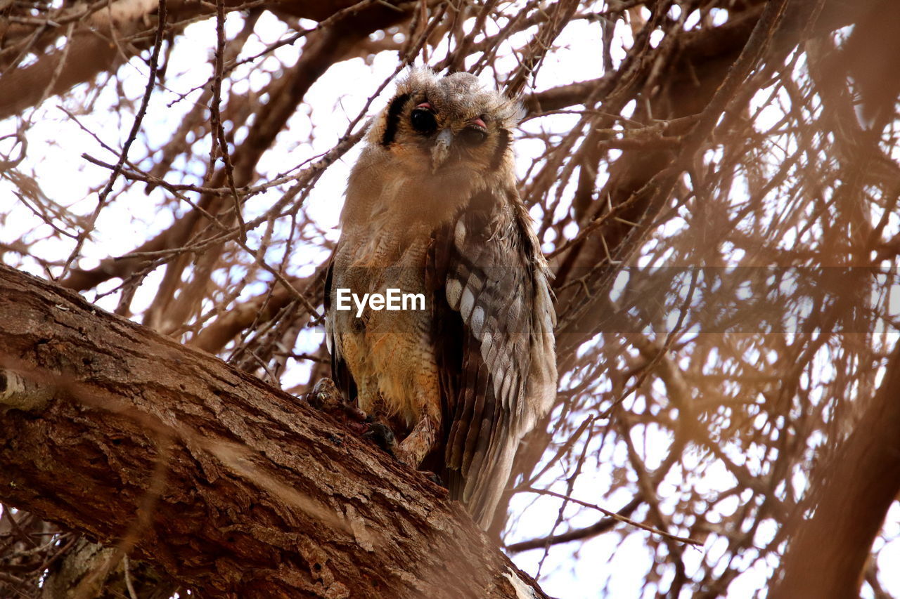 African owl