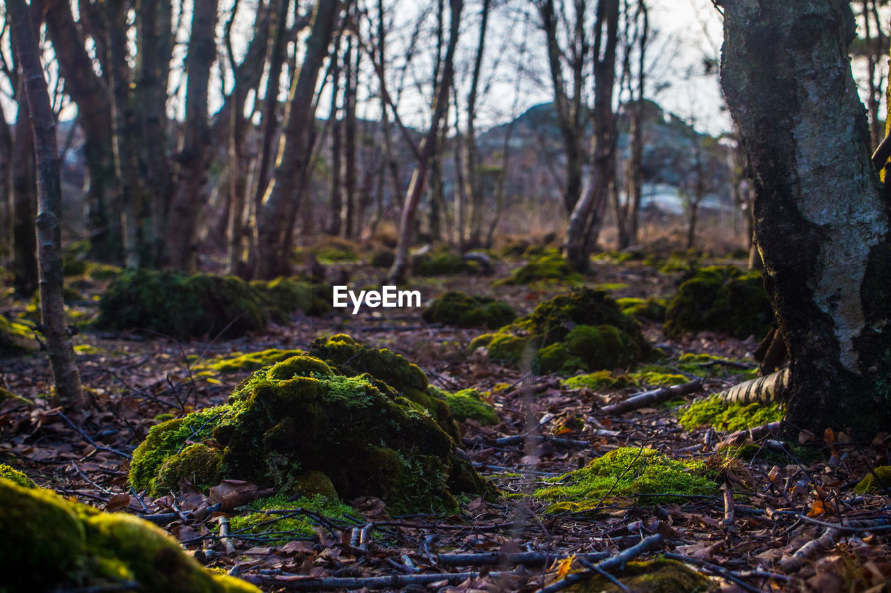 Trees in forest