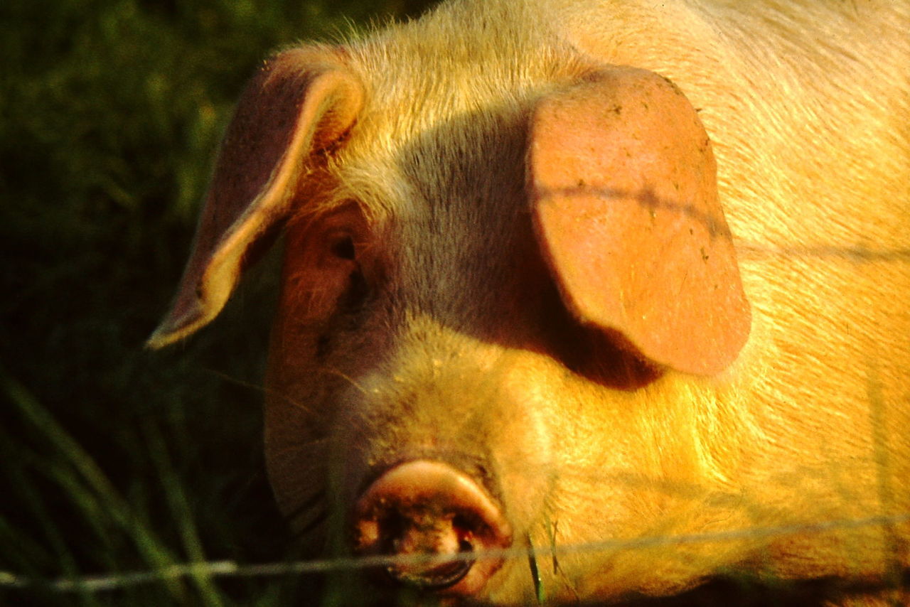 Close-up of an animal