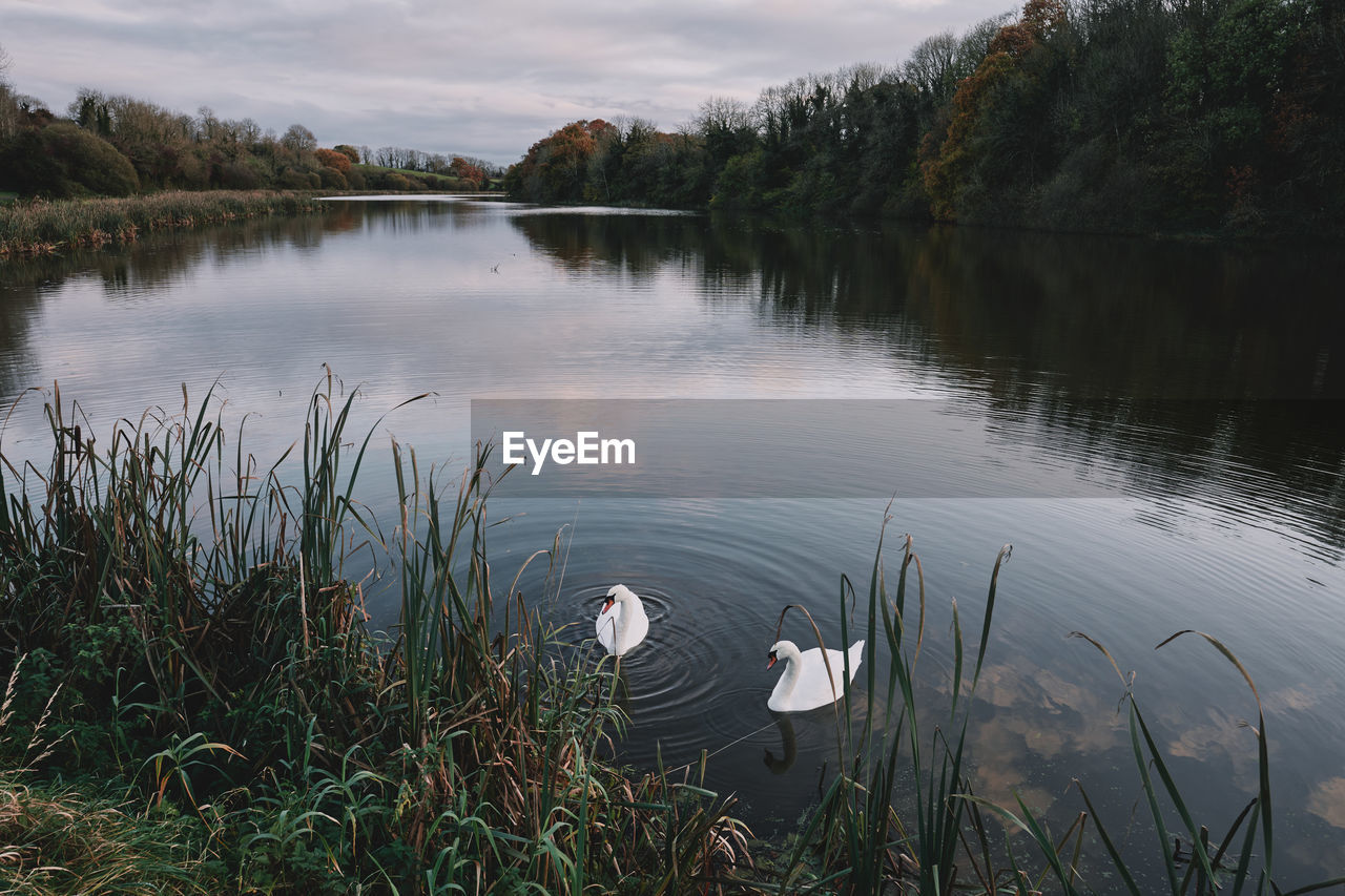 SWAN ON LAKE